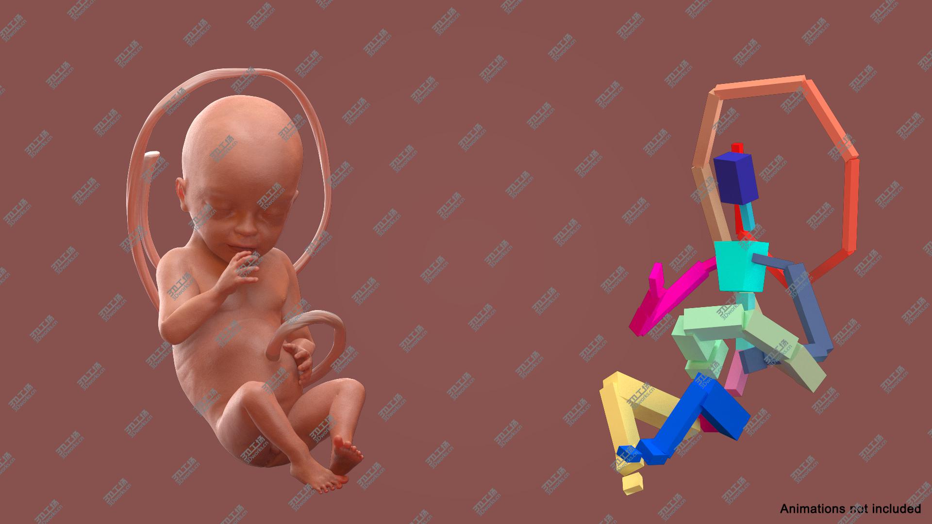 images/goods_img/20210313/3D Human Fetus at 24 Weeks Rigged model/3.jpg